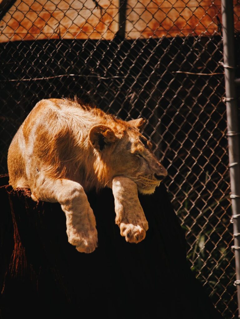 A majestic lion resting on a tree stump inside an enclosure at the Nairobi Zoo in Kenya.